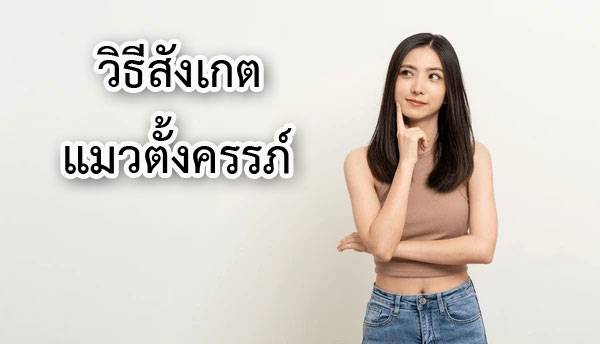 วิธีสังเกตแมวตั้งครรภ์